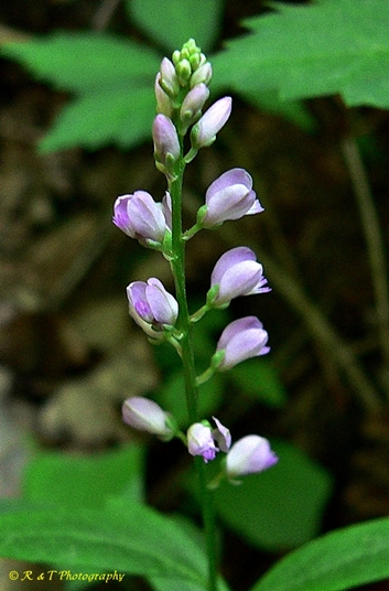 {Polygala polygama}